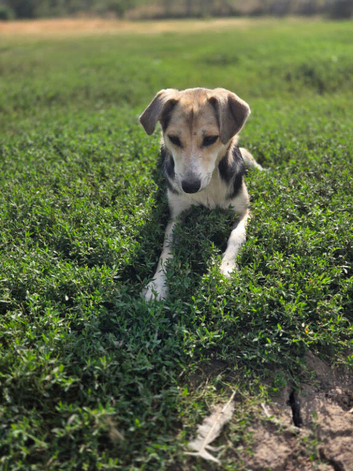 ️ LORI &ndash; A Little Heart Full of Love ️