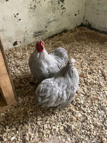 Pekin cockrel