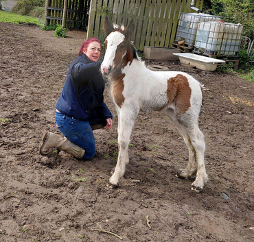 Drum filly