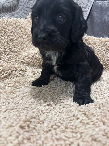 Cocker spaniel pups
