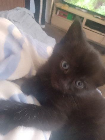 Kitten's