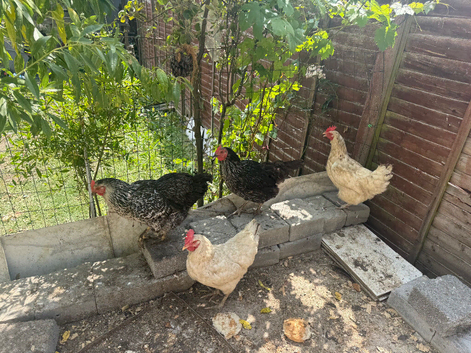 4 chickens 2 chicks