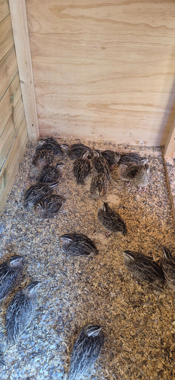 jumbo coturnix quails