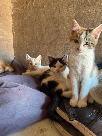 3 kittens ready to leave