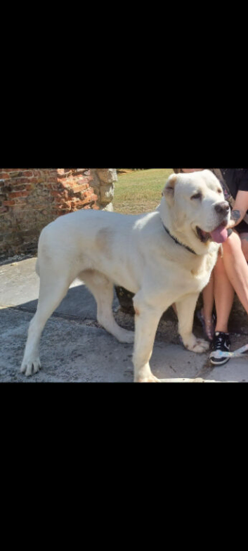 XXL WHITE C.A.S ALABAI (IMPORT)