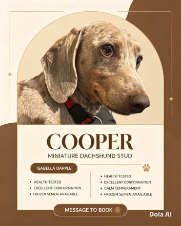 Isabella miniature dachsund stud