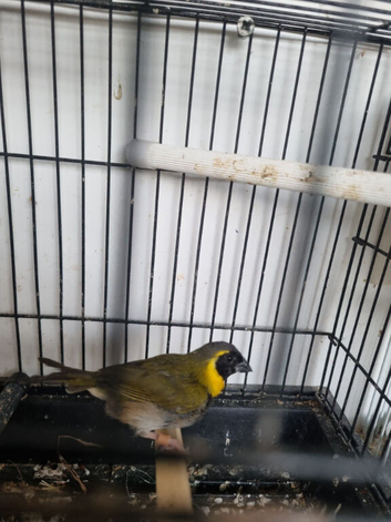 Cuban Finch