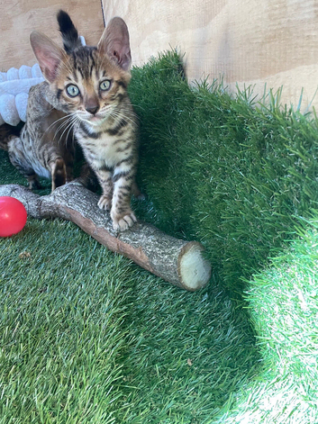 Beautiful full bengal boy
