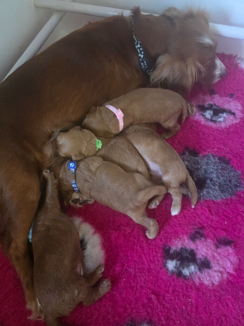 Exceĺent cockerpoo puppies 3 males