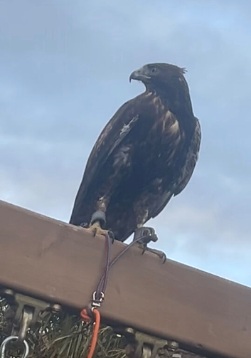 Harlan&rsquo;s hawk for Sale