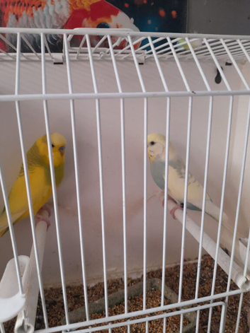 Pair of budgies