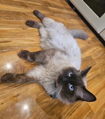 pure ragdoll seal point mink male