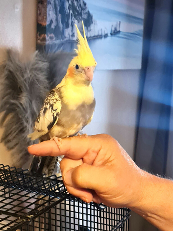 Beautiful handfed cockatiel