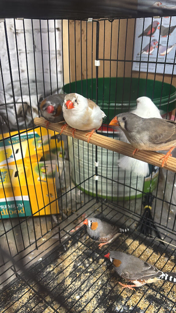 Zebra finches