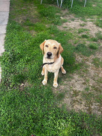 Labrador puppy 6 months old