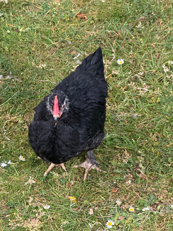 Pekin cross cockerel