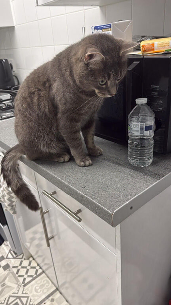 2 years old cat