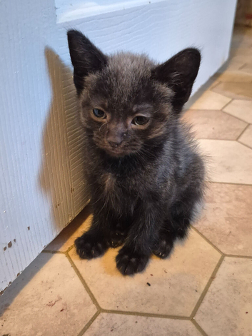 Beautiful kittens looking for their forever home