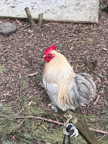 4 pekin bantam cockerels ready now