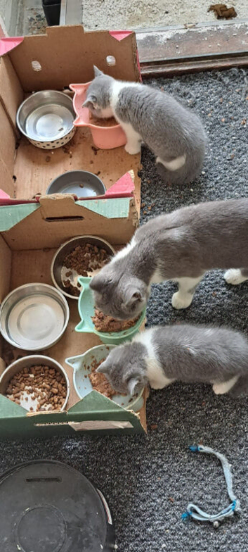 British shorthair blue bi colour