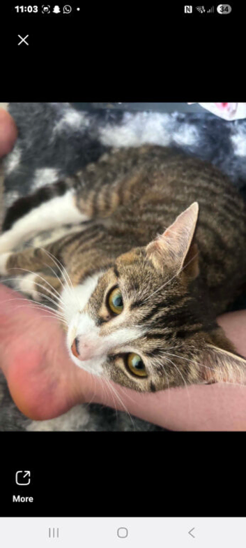 Last male kitten fir sale