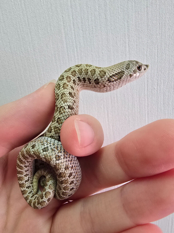Western Hognose babies ready to go starting price &pound;80