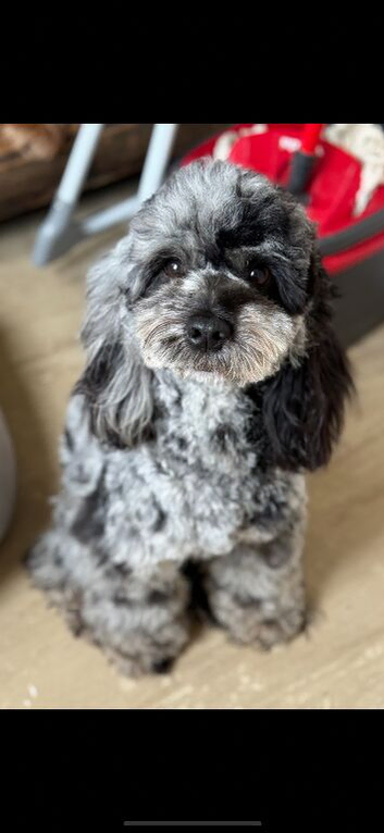 Female Merle Cavapoo for rehome
