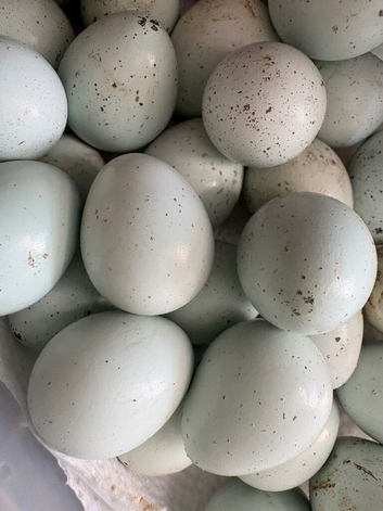 Celadon quail eggs x12