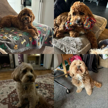 PROVEN Red and Apricot F1 Cavapoos-DNA Clear Tests