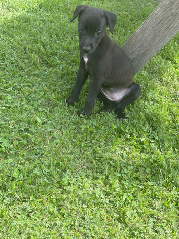 5 Beautiful Bedlington Whippet Puppies for Sale