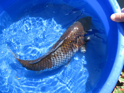 Koi Carp Ochiba Shigure Japanese Bred
