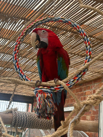 Green wing macaw