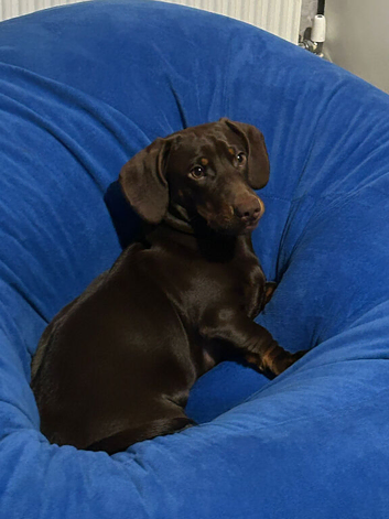 Bruno