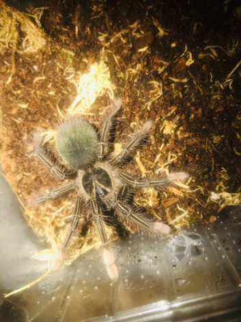 Juvenile theraphosa apophysis