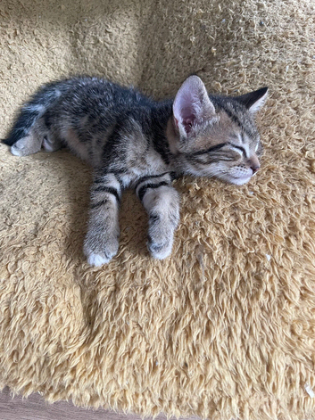 4 beautiful kittens ready to go sat