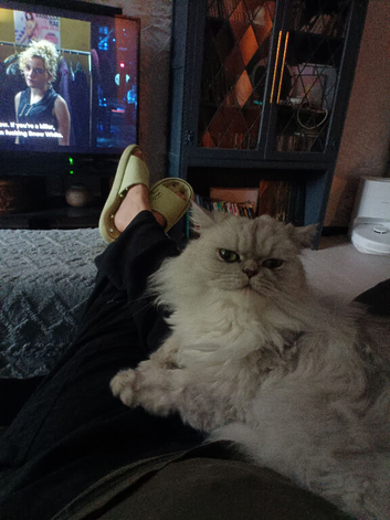 Stunning Chinchilla Persian Male
