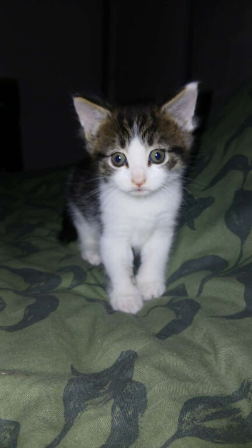 Beautiful Female Kitten.