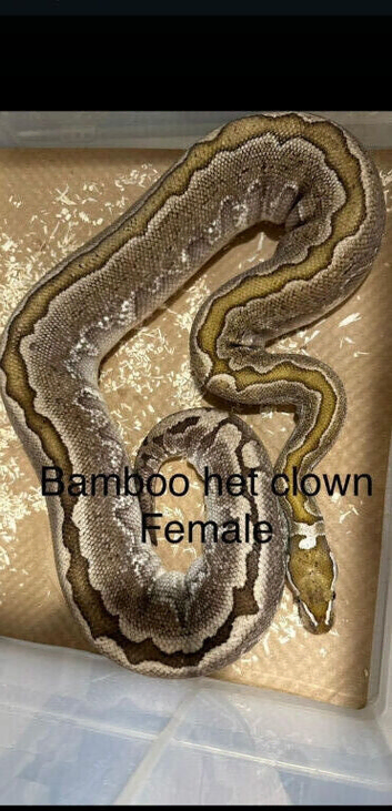 Ball pythons for sale