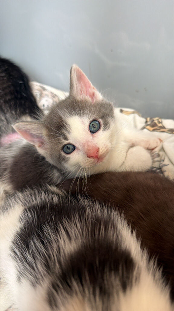 Kittens for sale