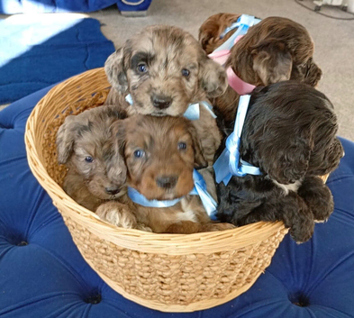 Chocolate and blue Merle puppy's