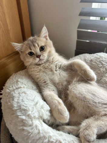 Kittens Ready for Their Forever Homes