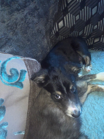 9week old puppy