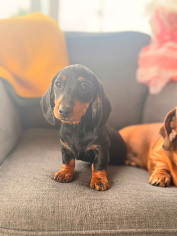 Beautiful black & tan female msh dachshund