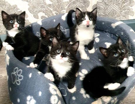 4 baby kittens bombay cross
