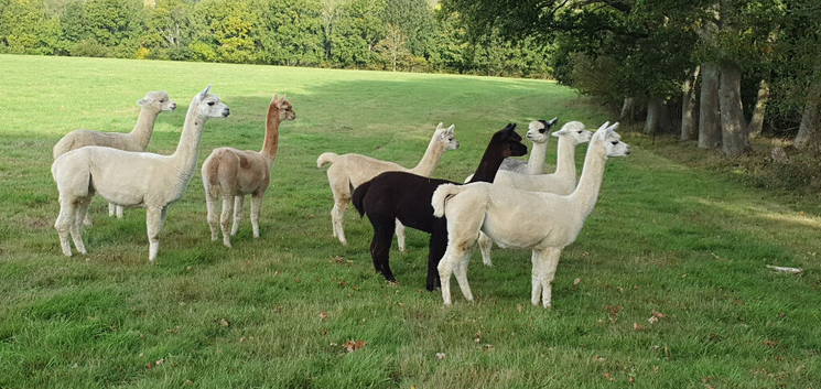 Females alpacas - Group of 6 pretty girls