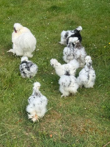 USA silkie hatching eggs