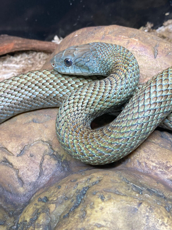 JAPANESE RAT SNAKE