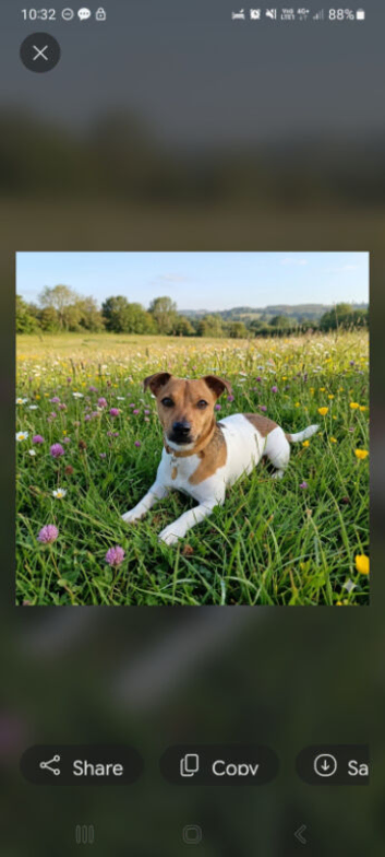 16 month old jack russel for stud