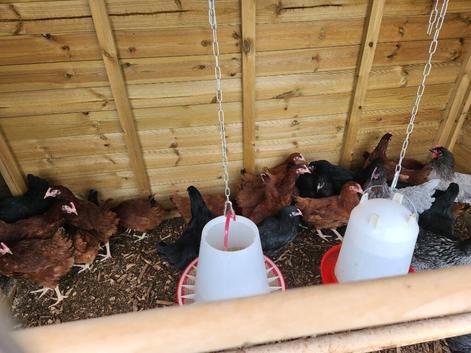 POINT OF LAY HYBRID HENS