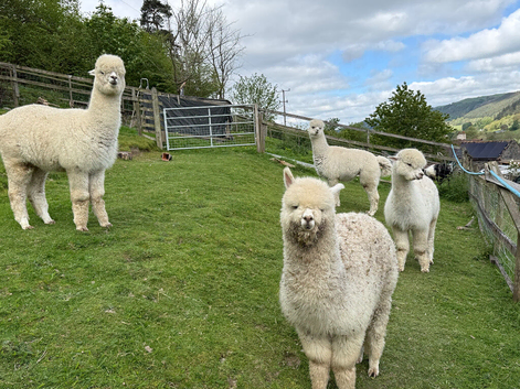 4 pet alpaca boys very friendly halter trained